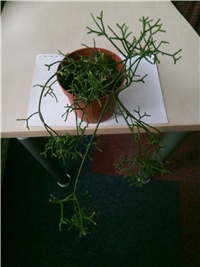 5d91f6ff-Rhipsalis Cereuscula.jpg